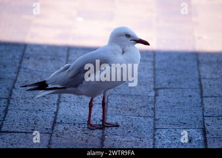 Une mouette est un type d'oiseau qui vit près de la côte et autour des plans d'eau. Ils sont connus pour leurs plumes blanches et grises, bec fort et nous Banque D'Images