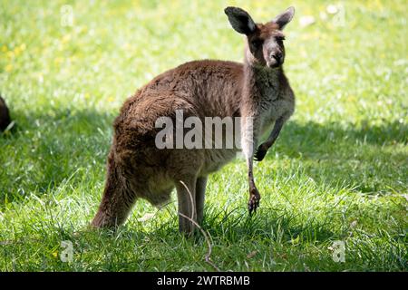 le gris occidental est un kangourou brun de taille moyenne Banque D'Images