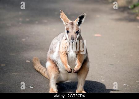 le wallaby rocheux à pieds jaunes grimpe sur la colline rocheuse Banque D'Images