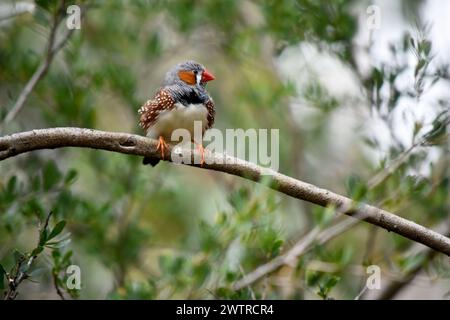 le zèbre mâle finch a un corps gris avec un blanc sous le ventre avec une queue noire et blanche. Il a des joues orange et une bande noire sur son visage Banque D'Images