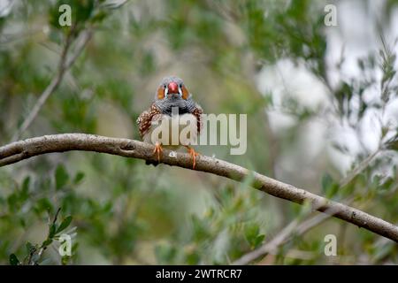 le zèbre mâle finch a un corps gris avec un blanc sous le ventre avec une queue noire et blanche. Il a des joues orange et une bande noire sur son visage Banque D'Images