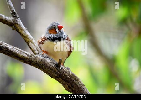 le zèbre mâle finch a un corps gris avec un blanc sous le ventre avec une queue noire et blanche. Il a des joues orange et une bande noire sur son visage Banque D'Images