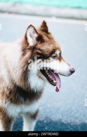 Gros plan portrait gros chien Malamute blanc brun d'Alaska. Vieille dame main prend soin de l'animal de compagnie Banque D'Images