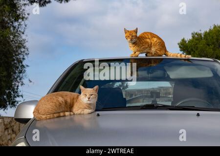 Deux chats de ruelle de gingembre tabby, se prélasser au soleil, assis sur le dessus d'une voiture grise. Banque D'Images