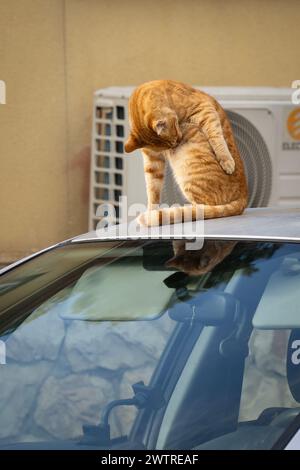 Un chat tabby au gingembre nettoyant sa fourrure sur le toit d'une voiture grise. Banque D'Images
