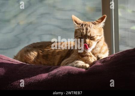 Un chat tabby au gingembre léchant ses lèvres alors qu'il est assis sur un canapé à la lumière du soleil. Banque D'Images