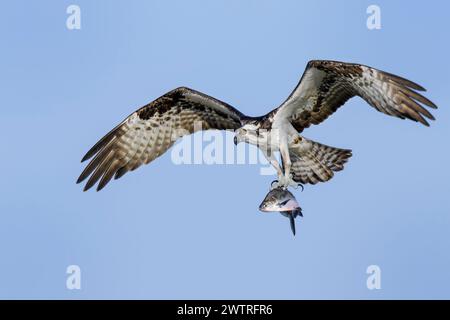 Osprey (Pandion haliaetus) en vol avec des poissons capturés et un ciel bleu, lac Apopka, Floride, États-Unis. Banque D'Images