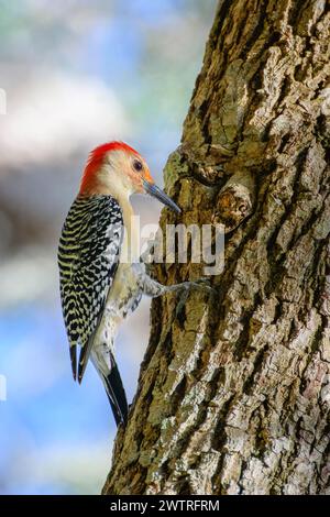 Pic à ventre rouge (Melanerpes carolinus) perché sur un arbre, Floride, États-Unis. Banque D'Images