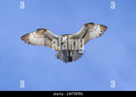 Osprey (Pandion haliaetus) planant pour la pêche avec le ciel bleu, lac Apopka, Floride, États-Unis. Banque D'Images