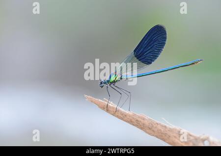 Damoiselle bleue perchée sur une feuille. Coleopteres splendens. Banque D'Images