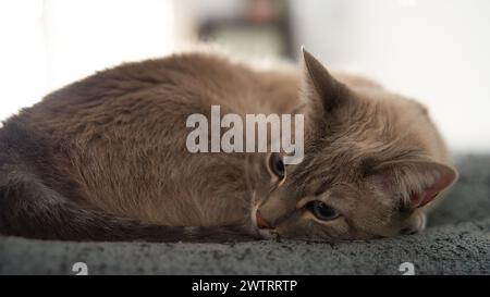 Un chat endormi repose paisiblement sur un lit Banque D'Images