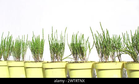 bâtonnets de plantes salicornia europaea fraîchement vert, jardinage en balcon dans des pots jaunes (marais samphire, haricots de mer, samphire verts, haricots de mer, asperges de mer Banque D'Images