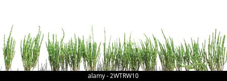 vert salicornia europaea bâtonnets de plante bannière isolé, tolérant au sel (queller, zeekraal, marais samphire, haricot de mer, salades de samphire, asperges de mer Banque D'Images