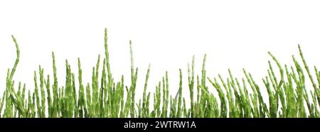 vert salicornia europaea bâtonnets de plante bannière isolé, tolérant au sel (queller, zeekraal, marais samphire, haricot de mer, salades de samphire, asperges de mer Banque D'Images