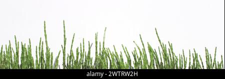 vert salicornia europaea bâtonnets de plante bannière isolé, tolérant au sel (queller, zeekraal, marais samphire, haricot de mer, salades de samphire, asperges de mer Banque D'Images