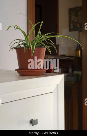 Chlorophytum comosum (plante araignée) sur une commode blanche Banque D'Images