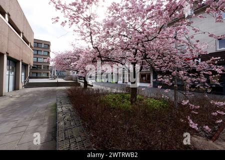 Kirschbluete Kirschblüte in Geisweid am Rathaus. Der Himmel ist bewoelkt bewölkt Winter im Siegerland AM 19.03.2024 in Siegen/Deutschland. *** Fleurs de cerisier fleurs de cerisier à Geisweid à la mairie le ciel est nuageux hiver nuageux à Siegerland le 19 03 2024 à Siegen Allemagne Banque D'Images