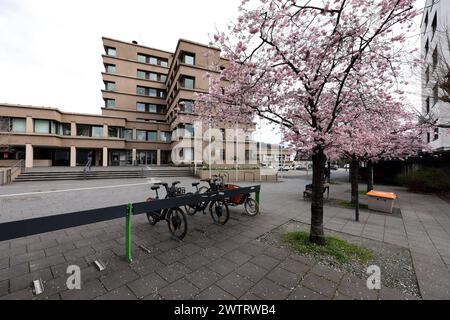 Kirschbluete Kirschblüte in Geisweid am Rathaus. Der Himmel ist bewoelkt bewölkt Winter im Siegerland AM 19.03.2024 in Siegen/Deutschland. *** Fleurs de cerisier fleurs de cerisier à Geisweid à la mairie le ciel est nuageux hiver nuageux à Siegerland le 19 03 2024 à Siegen Allemagne Banque D'Images