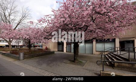 Kirschbluete Kirschblüte in Geisweid am Rathaus. Der Himmel ist bewoelkt bewölkt Winter im Siegerland AM 19.03.2024 in Siegen/Deutschland. *** Fleurs de cerisier fleurs de cerisier à Geisweid à la mairie le ciel est nuageux hiver nuageux à Siegerland le 19 03 2024 à Siegen Allemagne Banque D'Images