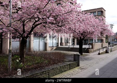 Kirschbluete Kirschblüte in Geisweid am Rathaus. Der Himmel ist bewoelkt bewölkt Winter im Siegerland AM 19.03.2024 in Siegen/Deutschland. *** Fleurs de cerisier fleurs de cerisier à Geisweid à la mairie le ciel est nuageux hiver nuageux à Siegerland le 19 03 2024 à Siegen Allemagne Banque D'Images