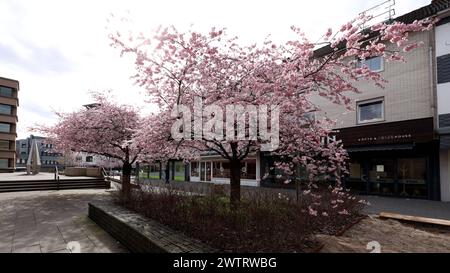 Kirschbluete Kirschblüte in Geisweid am Rathaus. Der Himmel ist bewoelkt bewölkt Winter im Siegerland AM 19.03.2024 in Siegen/Deutschland. *** Fleurs de cerisier fleurs de cerisier à Geisweid à la mairie le ciel est nuageux hiver nuageux à Siegerland le 19 03 2024 à Siegen Allemagne Banque D'Images