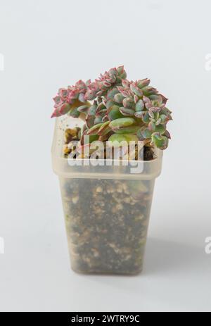 Echeveria Brave Cristata plante succulente. Petite fleur verte sur fond blanc Banque D'Images