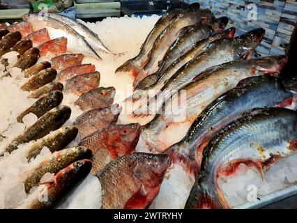 Tilapia et maquereau fond sur glace, Tilapia le nom commun de près d'une centaine d'espèces de poissons cichlidés de la coelotilapine, coptodonine, Banque D'Images