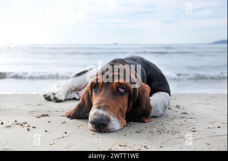 Basset Hound séjournant sur la plage en été Banque D'Images