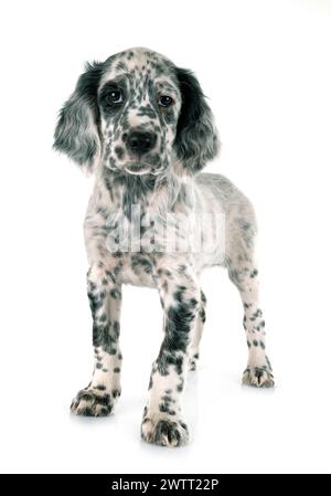 Chiot setter anglais in front of white background Banque D'Images