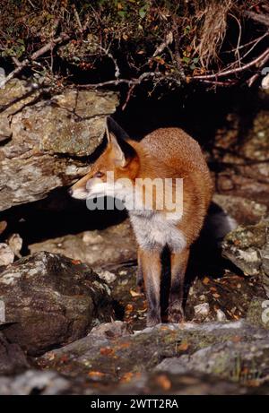 Renard roux (Vulpes vulpes), animal subadulte, semi-habitué, Loch Lomond and the Trossachs National Park, Stirlingshire, Écosse, septembre 1999 Banque D'Images