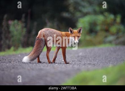 Renard roux (Vulpes vulpes), animal subadulte, semi-habitué, Loch Lomond and the Trossachs National Park, Stirlingshire, Écosse, septembre 1999 Banque D'Images