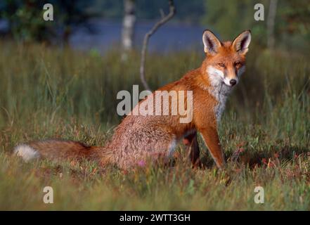 Renard roux (Vulpes vulpes), animal subadulte, semi-habitué, Loch Lomond and the Trossachs National Park, Stirlingshire, Écosse, septembre 1999 Banque D'Images