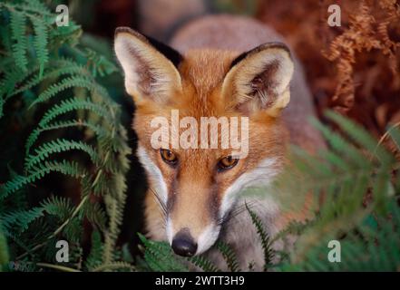 Renard roux (Vulpes vulpes), animal subadulte, semi-habitué, Loch Lomond and the Trossachs National Park, Stirlingshire, Écosse, septembre 1999 Banque D'Images