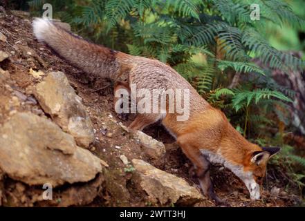 Renard roux (Vulpes vulpes), animal subadulte, semi-habitué, Loch Lomond and the Trossachs National Park, Stirlingshire, Écosse, septembre 1999 Banque D'Images