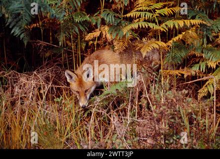 Renard roux (Vulpes vulpes), animal subadulte, semi-habitué, Loch Lomond and the Trossachs National Park, Stirlingshire, Écosse, septembre 1999 Banque D'Images