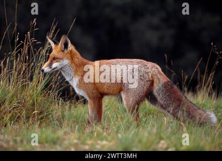 Renard roux (Vulpes vulpes), animal subadulte, semi-habitué, Loch Lomond and the Trossachs National Park, Stirlingshire, Écosse, septembre 1999 Banque D'Images