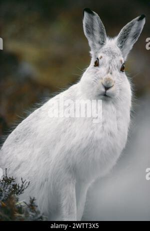 Lièvre de montagne (Lepus timidus) en manteau blanc, Cairngorms oriental, Parc national de Cairngorms, Écosse, janvier 1985 Banque D'Images