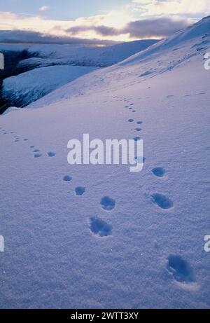 Traces de lièvre de montagne (Lepus timidus) dans la neige, parc national de Cairngorms, Écosse, janvier 1999 Banque D'Images