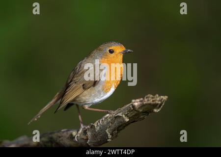 Vue latérale détaillée d'un oiseau rouge sauvage (Erithacus rubecula) isolé à l'extérieur perché sur une branche. Banque D'Images