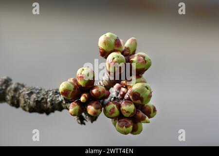 Bourgeons de fruits de la variété de cerise Earlise Banque D'Images