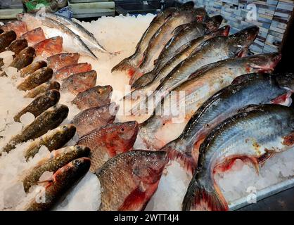 Tilapia et maquereau fond sur glace, Tilapia le nom commun de près d'une centaine d'espèces de poissons cichlidés de la coelotilapine, coptodonine, Banque D'Images