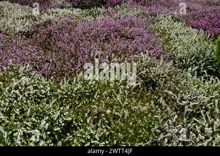 Bruyères mixtes (Erica, bruyère) en pleine fleur. Banque D'Images