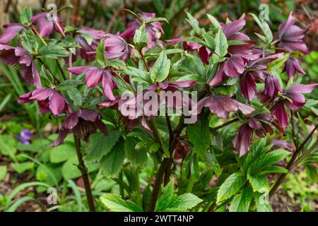 Helleborus x Hybridus 'Hello Red' - un hellebore à fleurs rouge/violet profond. Aussi connu sous le nom de Lenten Rose. Banque D'Images