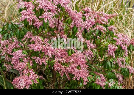 Pieris japonica 'Pink Delight' en pleine fleur.(lis du buisson de la vallée). Banque D'Images