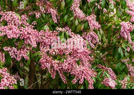 Pieris japonica 'Pink Delight' en pleine fleur.(lis du buisson de la vallée). Banque D'Images