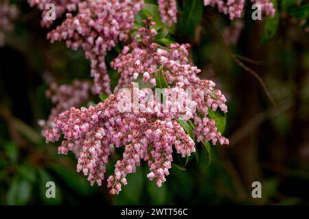 Pieris japonica 'Pink Delight' en pleine fleur.(lis du buisson de la vallée). Banque D'Images