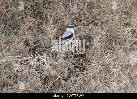 Shrike gris méridional Lanius meridionalis, El Cotillo, Fuerteventura, Îles Canaries, Espagne. Banque D'Images