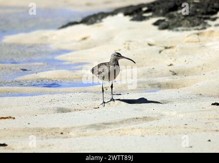 Curlew Numenius arquata, Plage, El Cotillo,Fuerteventura, Îles Canaries, Espagne. Banque D'Images