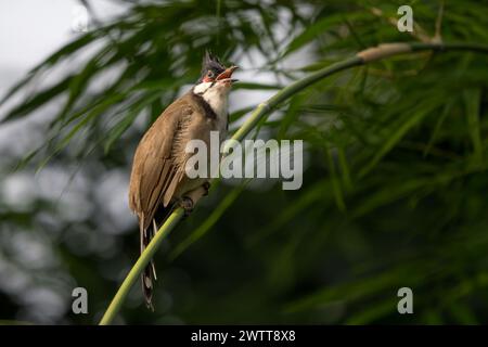 Bulbul à moussettes rouges - Pycnonotus jocosus, bel oiseau perché coloré des forêts, buissons et jardins d'Asie du Sud, réserve de tigres de Nagarahole, Ind Banque D'Images