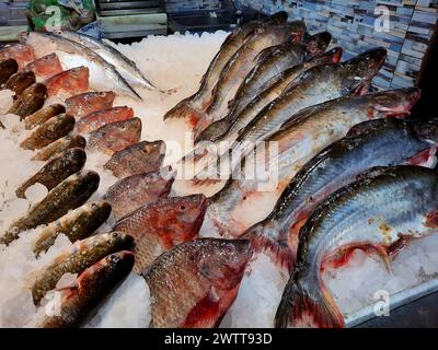 Tilapia et maquereau fond sur glace, Tilapia le nom commun de près d'une centaine d'espèces de poissons cichlidés de la coelotilapine, coptodonine, Banque D'Images